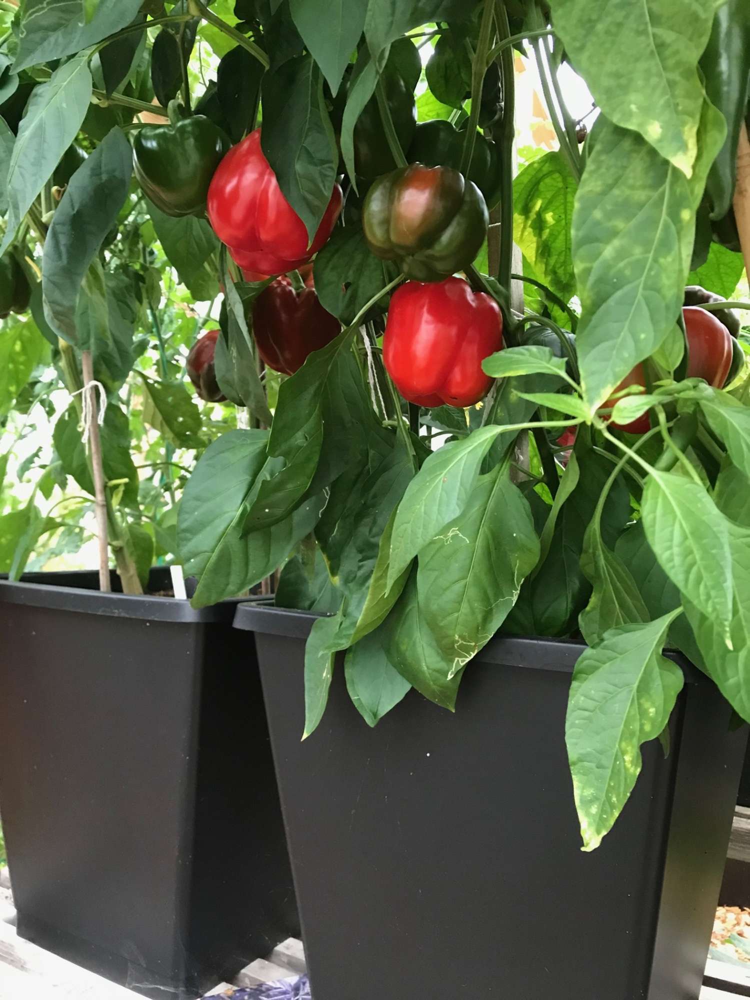 Itsekasteleva ruukku, ABC Plant Growers